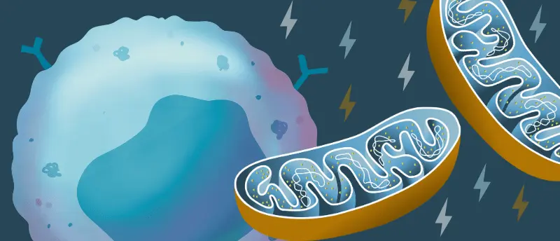 mitochondrial transfer