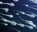 Sperm Chip technology